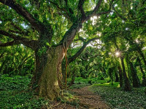 Magical forest in maui